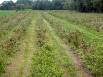 Blåbærplantagen